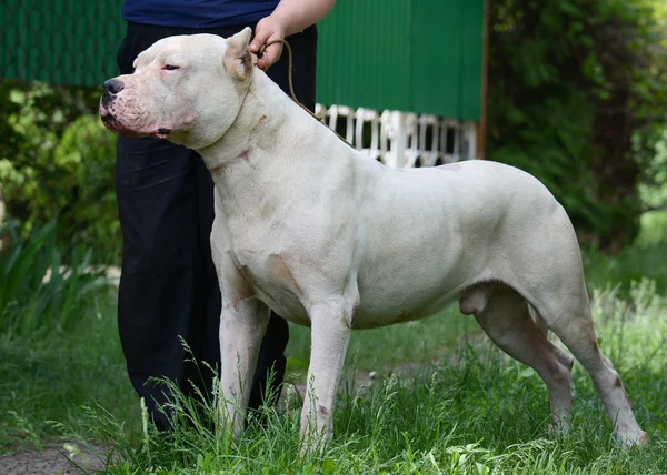 Dogo argentino ayakta
