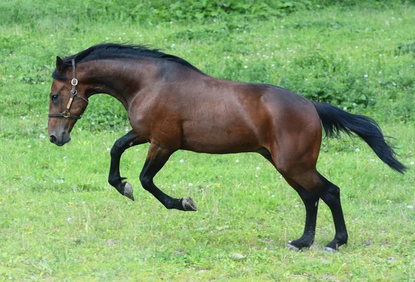 Άλμα της αμερικανικής trotter stallion στην ελευθερία — Φωτογραφία Αρχείου