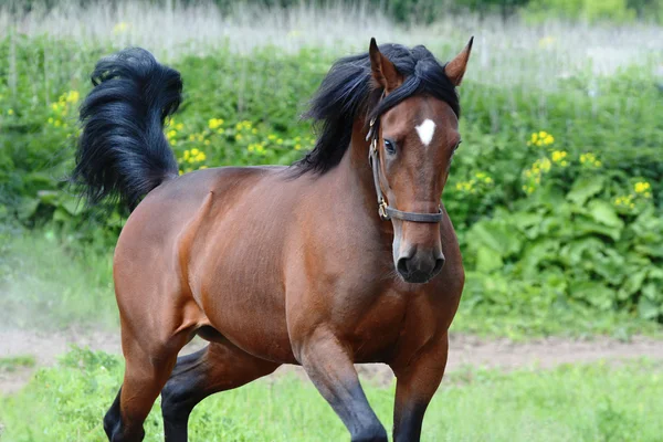 Portrait of the bay american trotter stallion in freedom — Stock Photo, Image