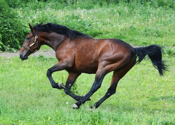 The bay american trotter breed stallion playing in freedom — Stock Photo, Image