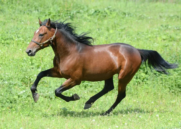 The bay stallion gallop in freedom — Stock Photo, Image
