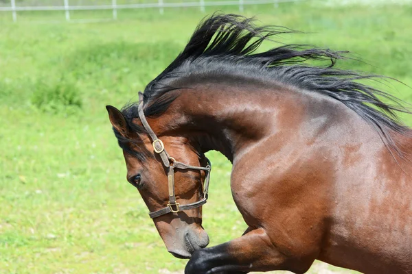 Porträtt av den bay amerikanska travare rasen hingsten i frihet — Stockfoto