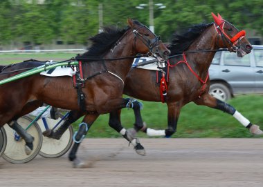 Two horses trotter breed on the move at speeds  clipart