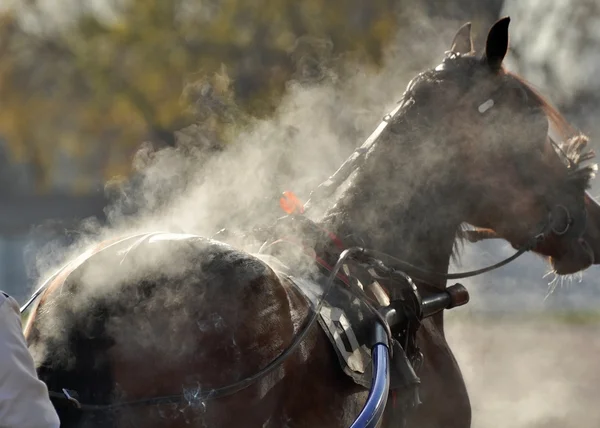 O vapor da baía molhada raça cavalo trotter — Fotografia de Stock