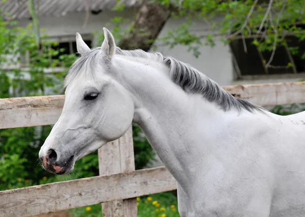 Portrait de l'étalon arabe gris — Photo