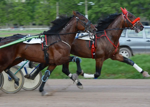 Två hästar travare rasen i rörelse vid hastigheter — Stockfoto
