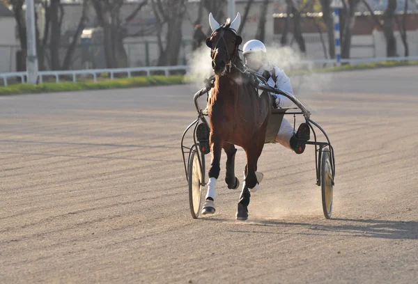 Bay häst trav rasen i rörelse — Stockfoto