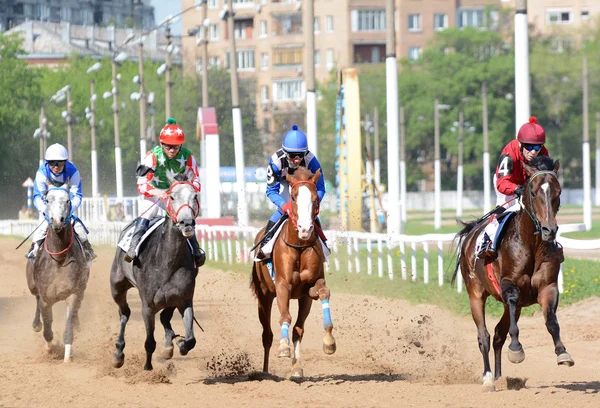 Cuatro caballos árabes en las carreras —  Fotos de Stock