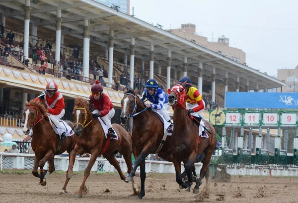 Four Thoroughbred horses in racing