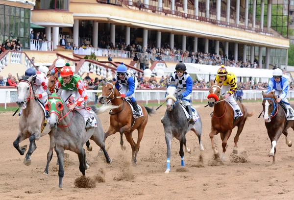 Caballos árabes en las carreras — Foto de Stock