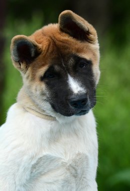 Sevimli köpek Amerikan akita portresi