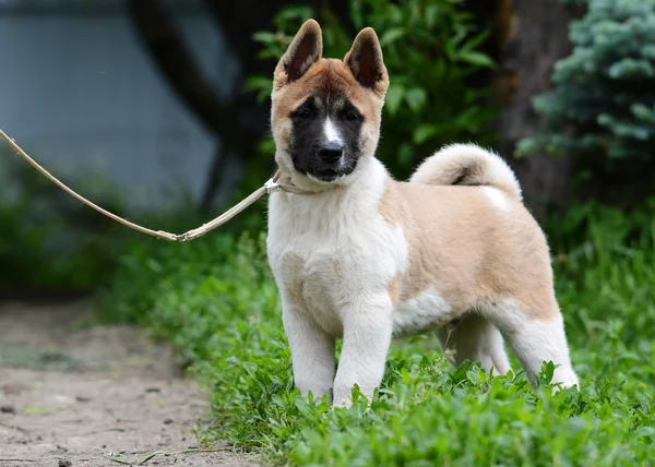 Cachorro americano akita —  Fotos de Stock