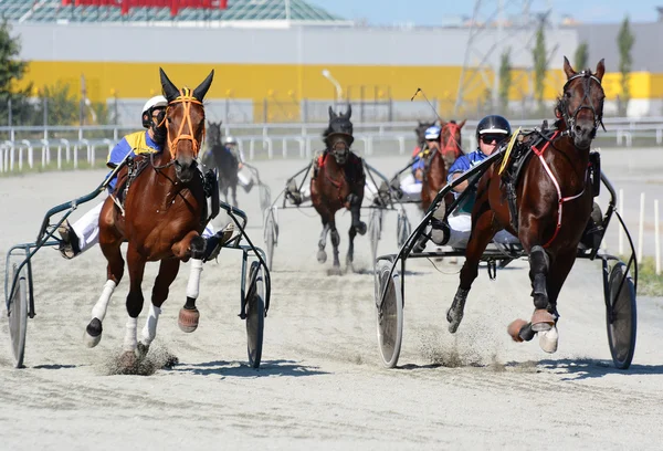 Caballos trotter criar en velocidad en pista de carreras — Foto de Stock