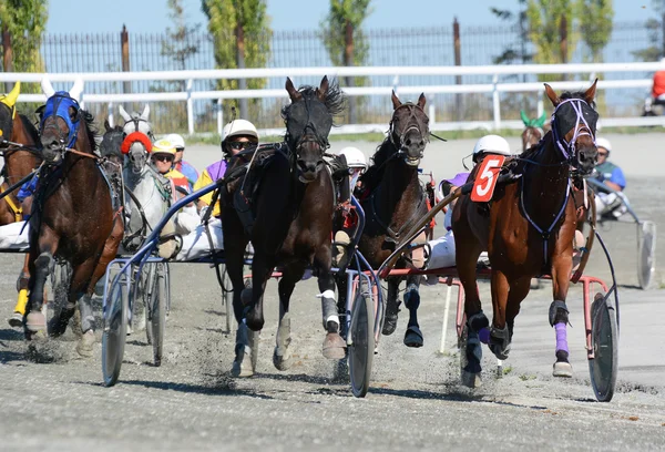 Chevaux trotter se reproduisent sur la vitesse sur l'hippodrome — Photo