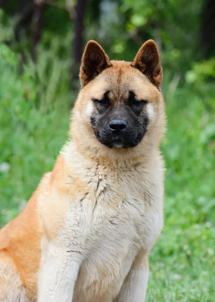 Porträtt av en röd American akita — Stockfoto