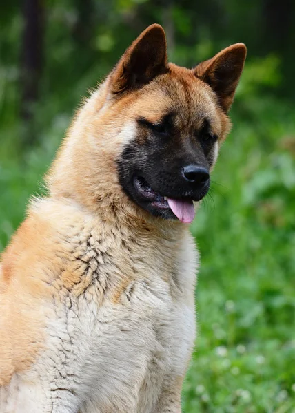 Retrato de una linda akita americana —  Fotos de Stock