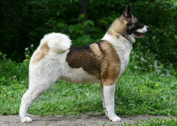 อเมริกัน Akita ยืน — ภาพถ่ายสต็อก