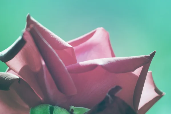 Садова троянда на зеленому фоні — стокове фото
