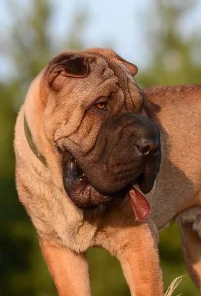 Retrato de um cão de raça pura Shar-Pei chinês — Fotografia de Stock