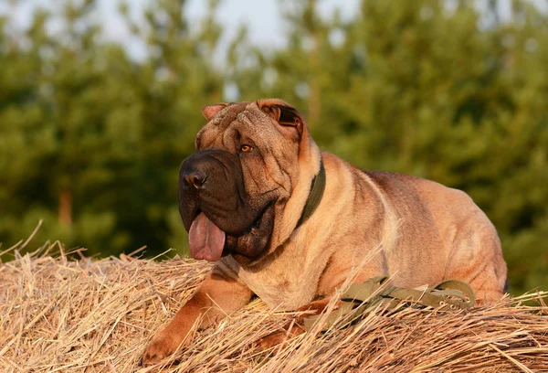 Shar Pei couché sur le foin dans une forêt — Photo