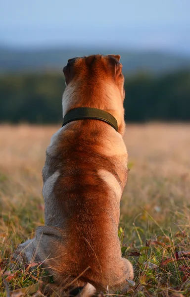 Shar-Pei sits and looks into the distance — Stock Photo, Image