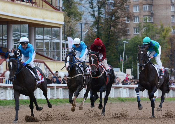 Четыре чистокровных лошади в гонках
 