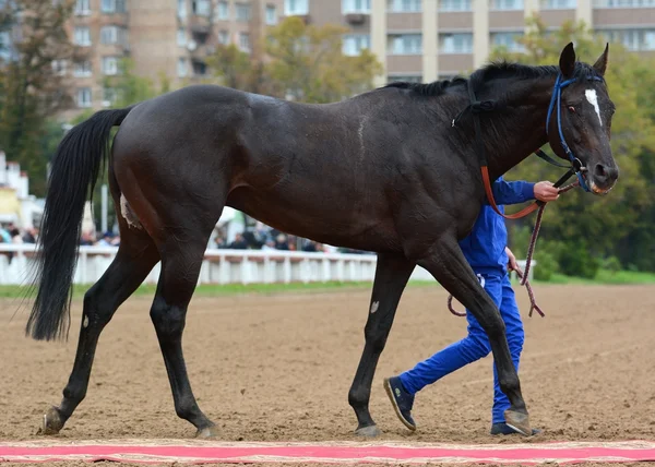 Dark bay Caballo de pura raza en la adjudicación después de una carrera —  Fotos de Stock