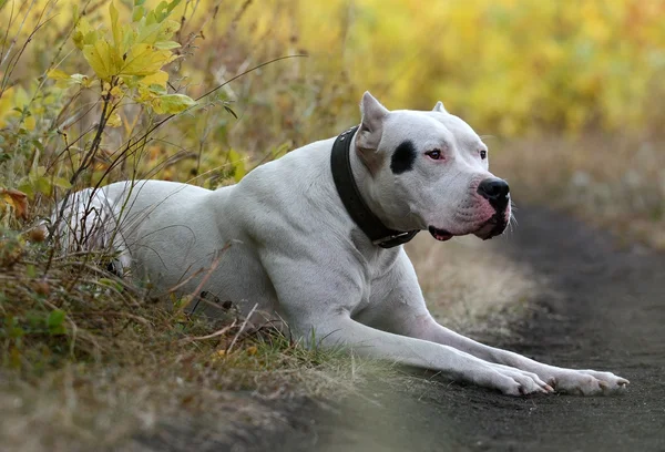 Dogo Argentino лежит в осеннем лесу — стоковое фото