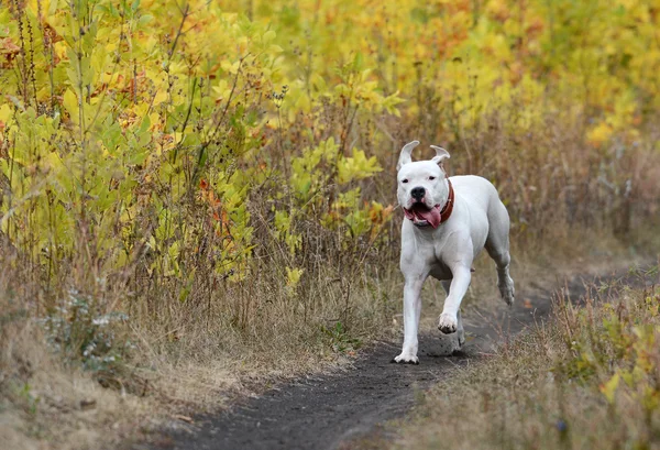 Dogo Argentino running in the autumn forest — Stock Photo, Image
