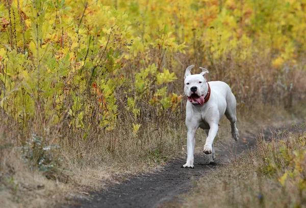 Dogo Argentino sonbahar ormanda çalışan — Stok fotoğraf