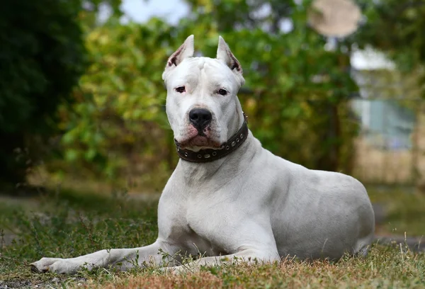 Dogo Argentino ligger i gresset – stockfoto