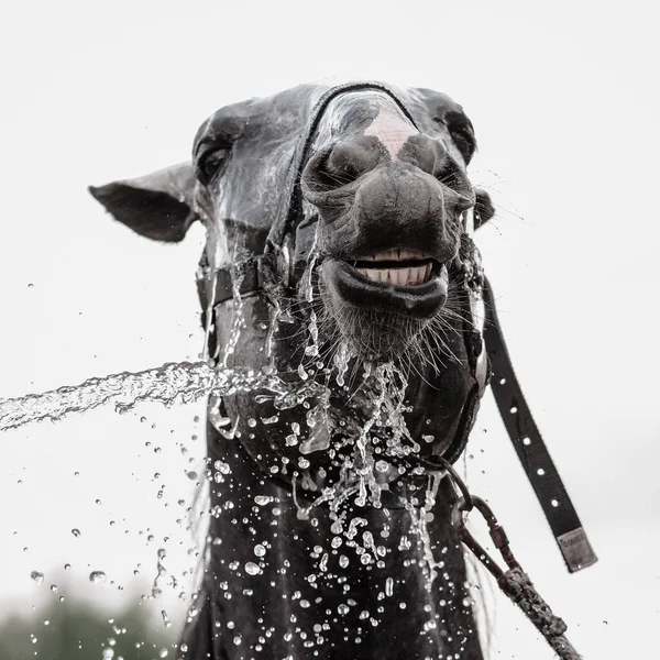 Grå Häst Tvättas Med Slang Sommaren Stabil — Stockfoto