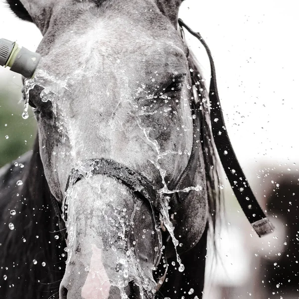 Cheval Gris Lavé Avec Tuyau Été Dans Une Écurie Détails — Photo