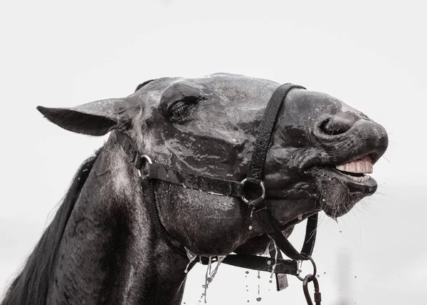 Emoties Van Een Grijs Paard Tijdens Het Wassen Details Van — Stockfoto