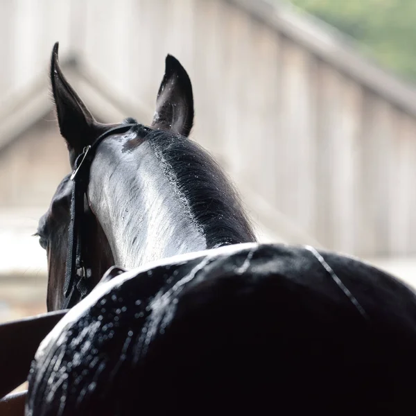 Zwarte Sport Paard Wordt Gewassen Met Slang Zomer Stal Details — Stockfoto