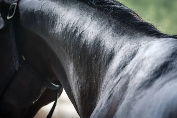 湿った馬の首は安定して夏にホースで洗浄されます 馬の生活の詳細 — ストック写真