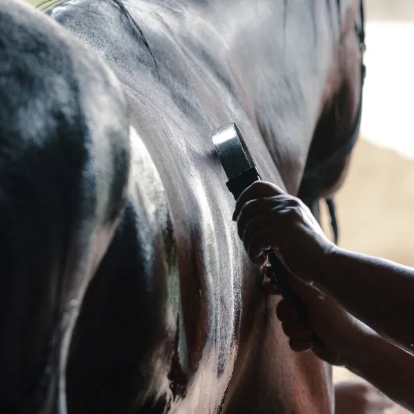 Μαύρο Άλογο Σπορ Πλένεται Λάστιχο Καλοκαίρι Στάβλο Λεπτομέρειες Για Ζωή Εικόνα Αρχείου