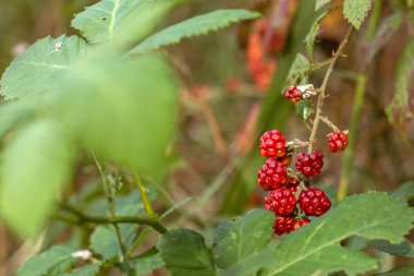 Ağaçlar ve yapraklarla dolu sonbahar ormanı