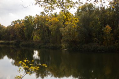 Ağaçlar ve yapraklarla dolu sonbahar ormanı