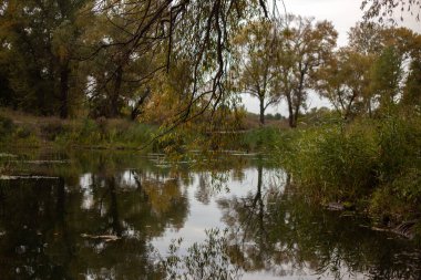 Ağaçlar ve yapraklarla dolu sonbahar ormanı
