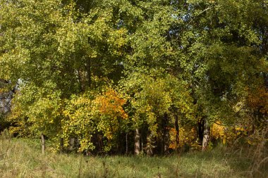 sonbahar ağaç ve yaprak