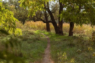 Renkli ağaçlar ve yapraklarla dolu sonbahar manzarası