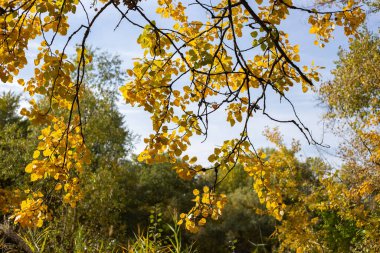 Sonbahar parkındaki ağaçta sarı yapraklar