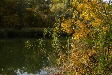 autumn leaves, trees and flora