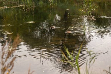 wild ducks swim in the pond in the forest.