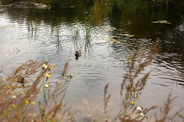 a beautiful shot of ducks in the pond