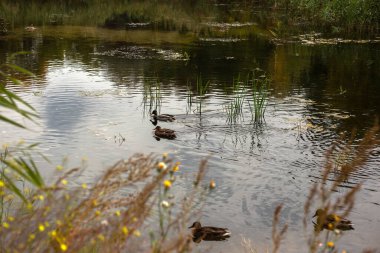 ducks swim by the river in the autumn forest