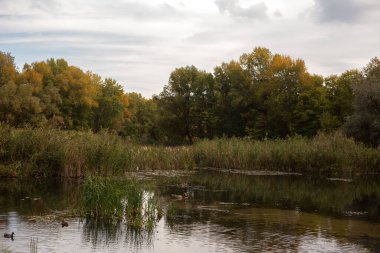autumn lake with trees on the banks of the river in the evening