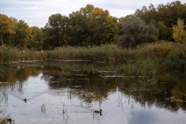Nehir ve ormanlı güzel sonbahar manzarası