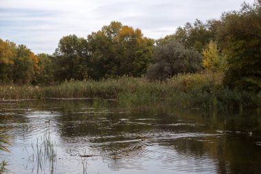 autumn forest with lake and river